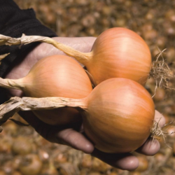 Cebula Hypark f1 dGS Precision  250 000 nasion st